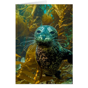 En Nyfiken Harbor Seal Kelp-skog   Santa Barbara Hälsningskort