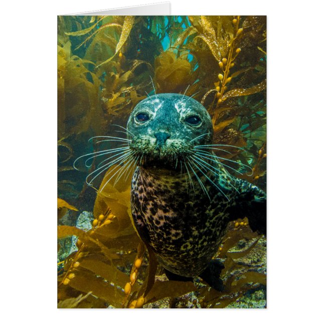 En Nyfiken Harbor Seal Kelp-skog | Santa Barbara Hälsningskort (Framsidan)