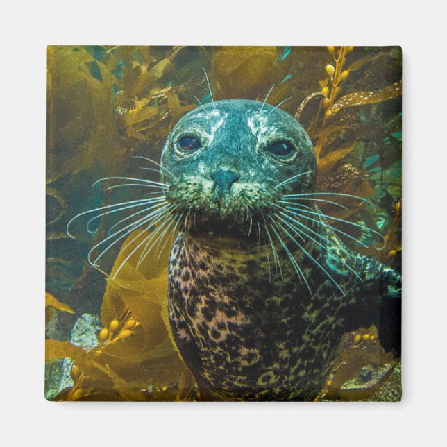 En Nyfiken Harbor Seal Kelp-skog | Santa Barbara Magnet (Framsidan)