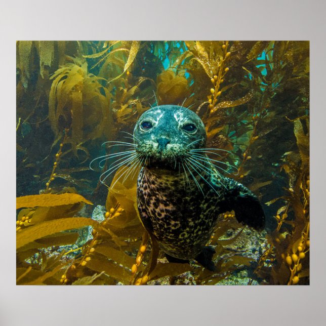 En Nyfiken Harbor Seal Kelp-skog | Santa Barbara Poster (Framsidan)