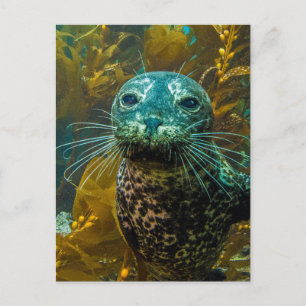 En Nyfiken Harbor Seal Kelp-skog Santa Barbara Vykort