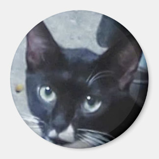 En nyfiken katt bakom dörren magnet