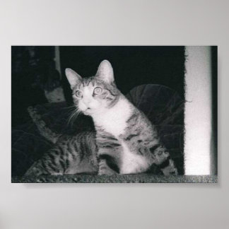 En Nyfiken katt Poster