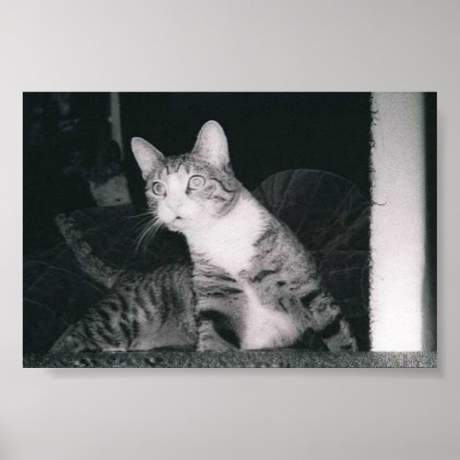 En Nyfiken katt Poster (Framsidan)