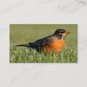 En Nyfiknare amerikansk Robin Visitkort