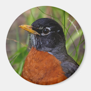 En Nyfiknare och hoppingivande amerikansk Robin Magnet