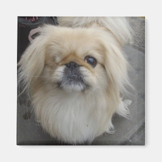 en ögonfras hund magnet