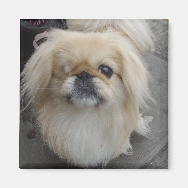 en ögonfras hund magnet (Framsidan)