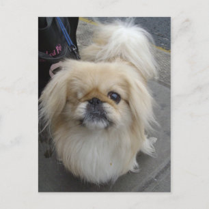 en ögonfras hund vykort