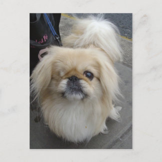 en ögonfras hund vykort