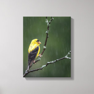En olycklig Goldfinch Canvastryck