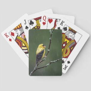En olycklig Goldfinch Casinokort