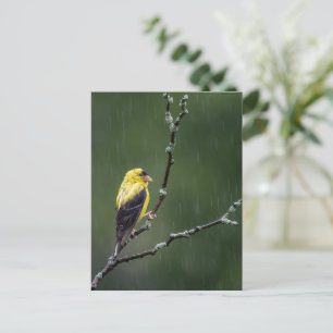 En olycklig Goldfinch Vykort