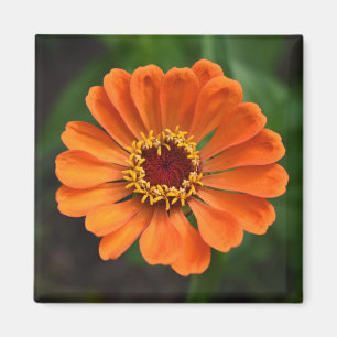 En Orange blomma Magnet