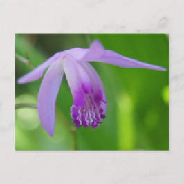 En Orchifd åt dig! Vykort