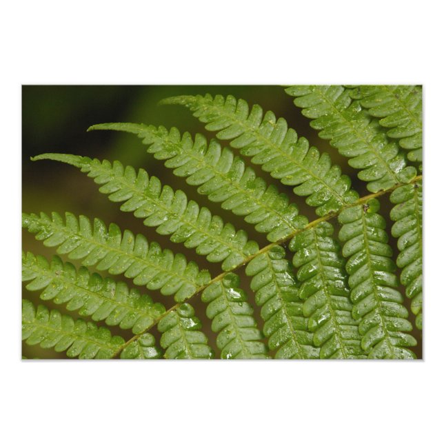 En ormbunksdetalj, från Mindo Cloud Forest, Fototryck (Framsidan)
