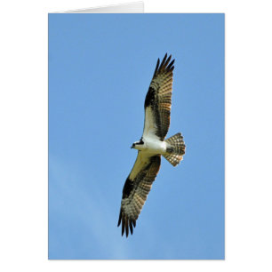 En Osprey Soars! Hälsningskort