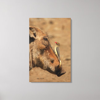 En Oxpecker på en vårthundsnos, Isimangaliso. Canvastryck