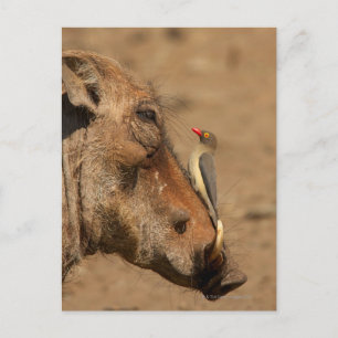 En Oxpecker på en vårtsvinsnosa, Isimangaliso, Vykort