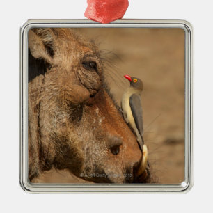 En Oxpecker på en warthogssnout, Isimangaliso, Julgransprydnad Metall