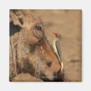 En Oxpecker på en warthogssnout, Isimangaliso, Magnet