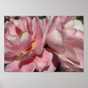 En på Peach på Rosa ros Poster