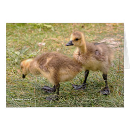 En Pair of Playful Canada Goose Goslings Hälsningskort