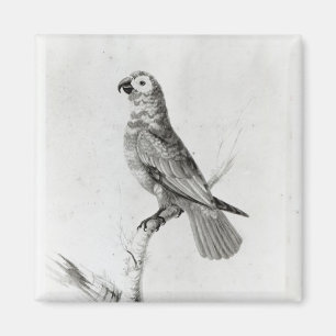 En papegoja, 1786 magnet