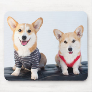 En para av Corgis som sitter på en ta av planet Musmatta