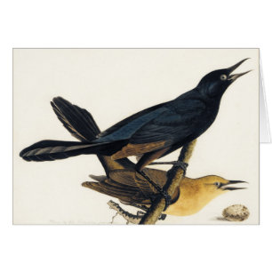 En para av Fartyg-Tailed Grackles Hälsningskort