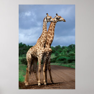 En para av giraff på vägen, Kruger medborgare Poster
