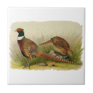 En para av ringen hånglade pheasants i ett gräs- kakelplatta