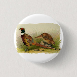 En para av ringen hånglade pheasants i ett gräs- knapp