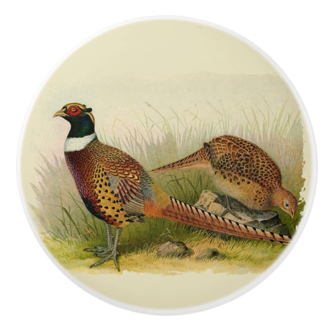 En para av ringen hånglade pheasants i ett gräs- knopp (Framsidan)