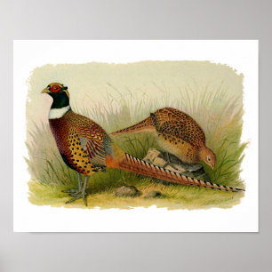 En para av ringen hånglade pheasants i ett gräs- poster