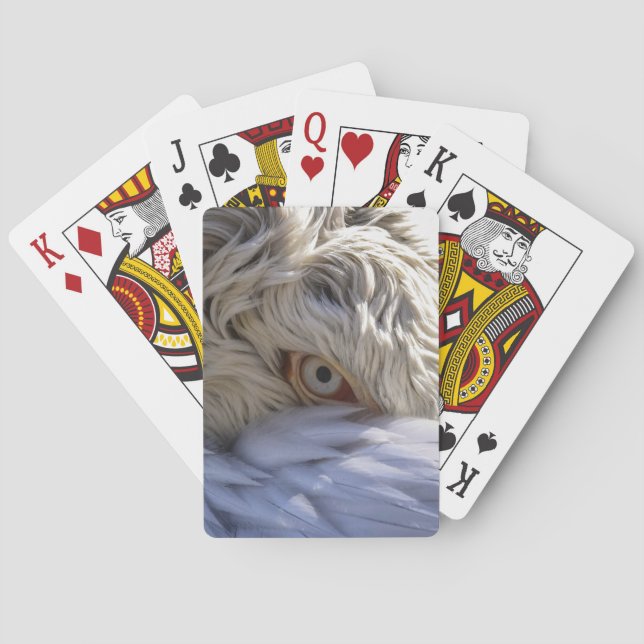 En pelikans Öga Casinokort (Baksidan)