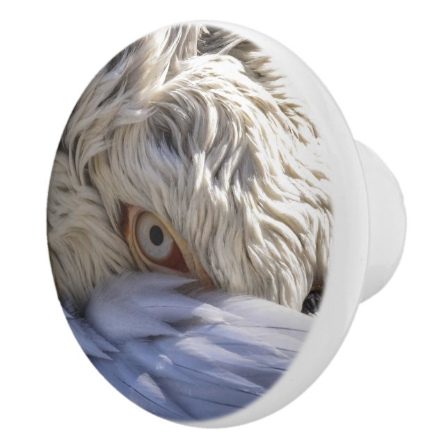 En pelikans Öga Knopp (Höger)