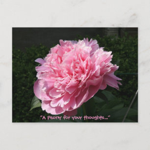 En Peony för dina tankar.. Vykort
