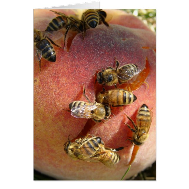 En persika för bina hälsningskort (Framsidan)