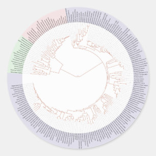 En phylogenetic livets träd kartlägger runt klistermärke