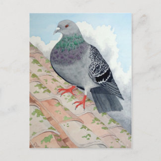 En Pigeon vilar på tak Vykort