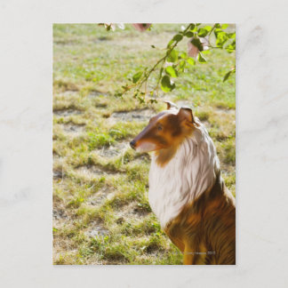 En plastisk hund i en trädgård. vykort