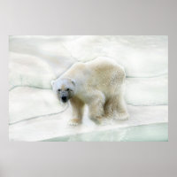 En polar bär kallet isig