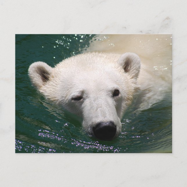 En polar som bara kyler vykort (Framsida)