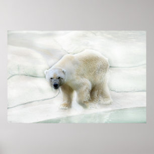 En polar uthärdar isigkall poster