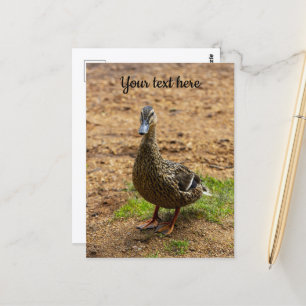 En postkort med gräsand vykort