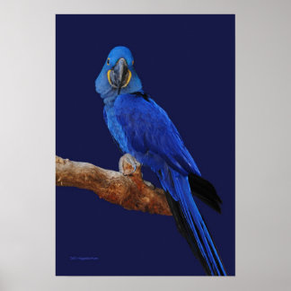 En prins av Parrots Poster