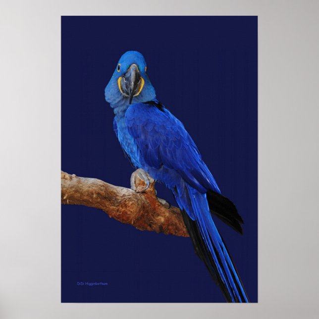 En prins av Parrots Poster (Framsidan)