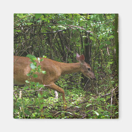 En promenad till och med skogen magnet