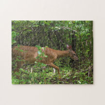 En promenad till och med skogen